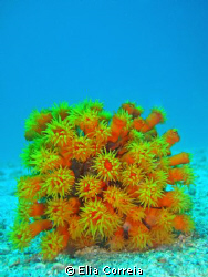 Beauty is a Coral! by Elia Correia 